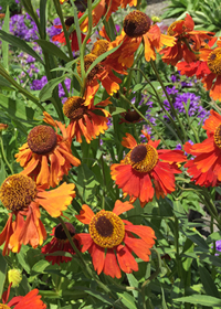 Helenium x hybrida 'Moerheim Beauty'